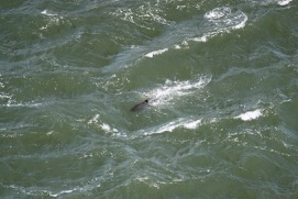 Missing Picture